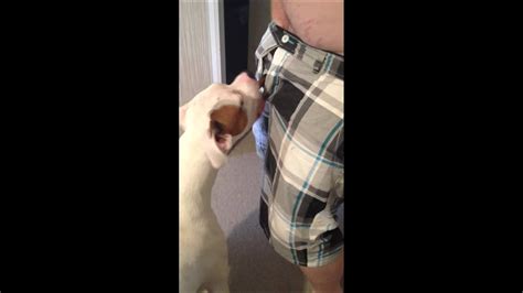 5 Tips for Dogs